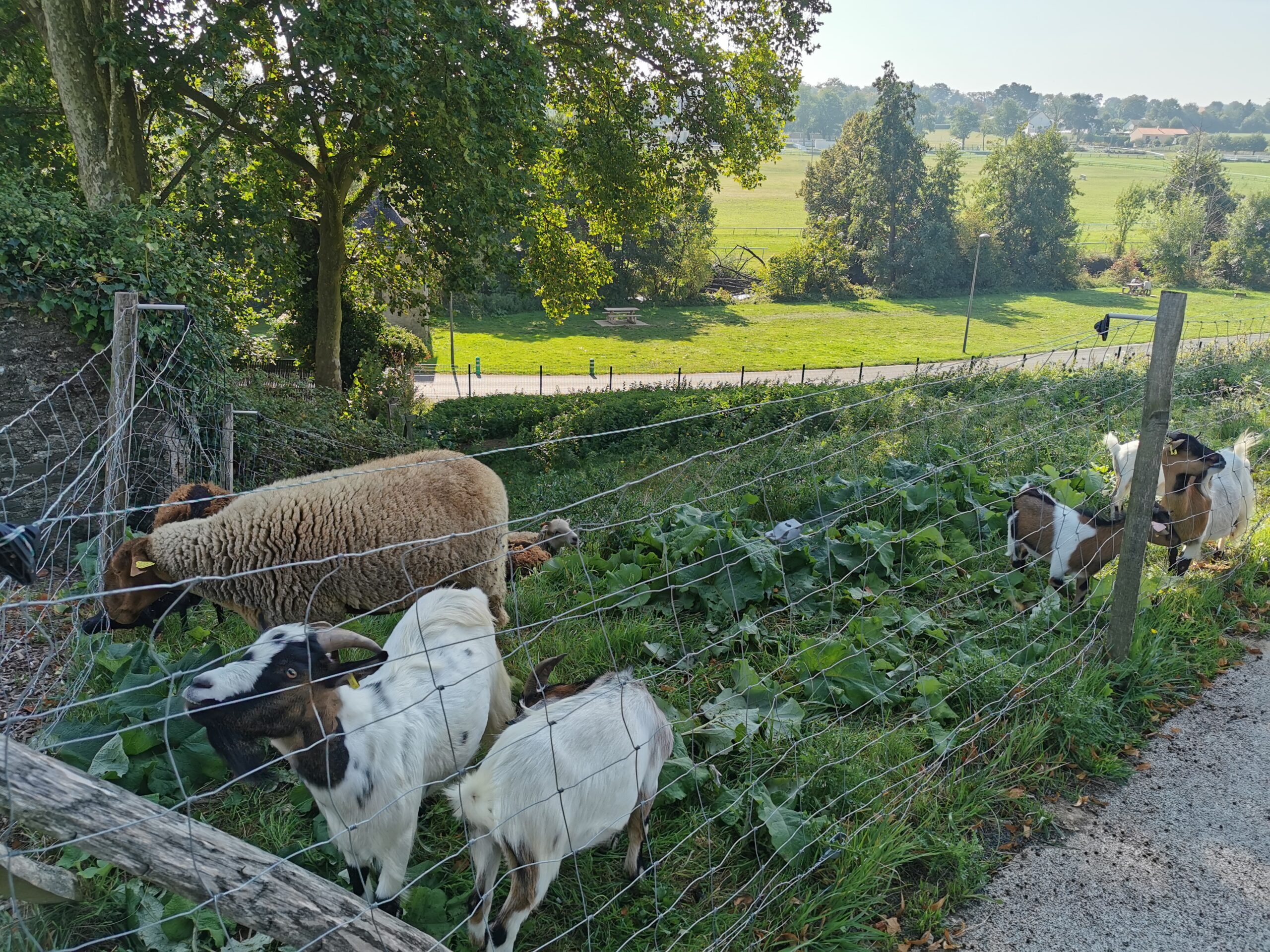 eco paturage dom sortais 2024